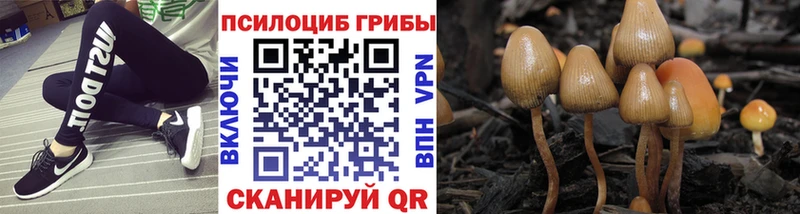 Псилоцибиновые грибы прущие грибы  Купить  Рассказово 